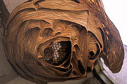 wlm0100 - Ingresso di un nido di Vespa crabro alla fine dell'estate