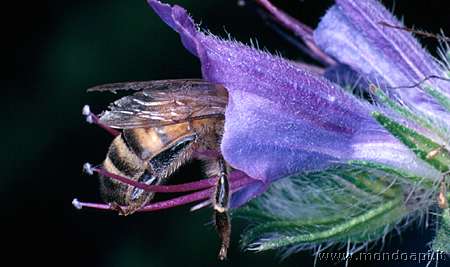 Visita la fotogalleria sulle api