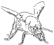 vita delle api