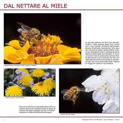 Dal nettare al miele