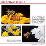 Dal nettare al miele