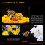 Dal nettare al miele