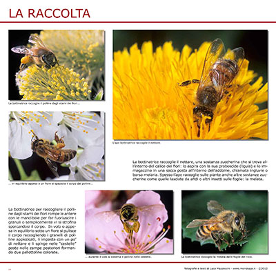 La raccolta