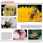 La raccolta