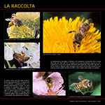 La raccolta