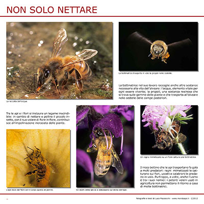 Non solo nettare