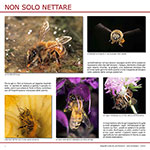 Non solo nettare