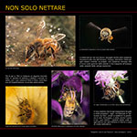 Non solo nettare