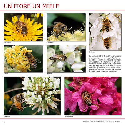 Un fiore un miele