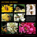 Un fiore un miele