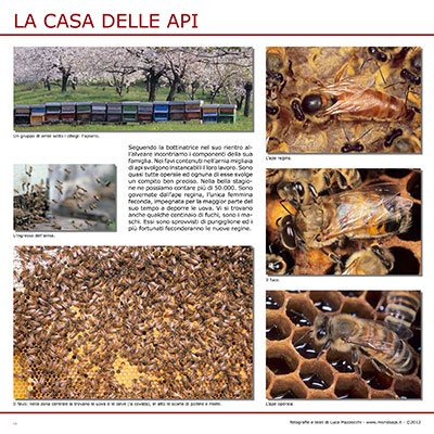 La casa delle api