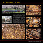 La casa delle api