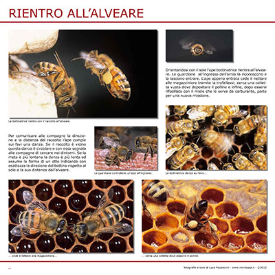 Rientro all'alveare