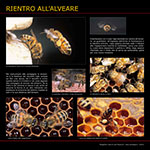 Rientro all'alveare