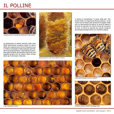 Il polline