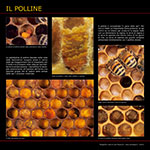 Il polline