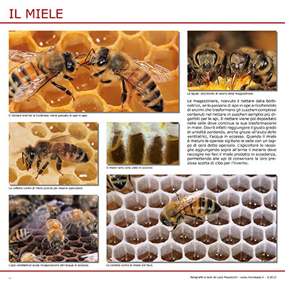 Il miele