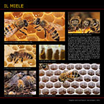 Il miele