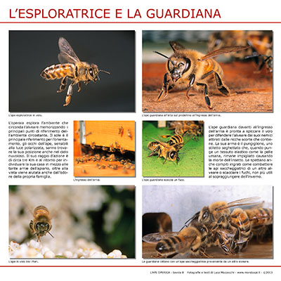 L'esploratrice e la guardiana