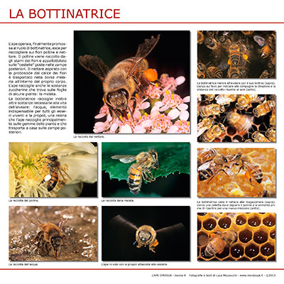 La Bottinatrice