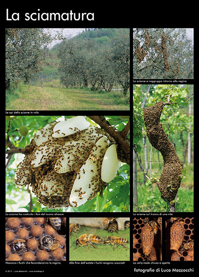 La sciamatura