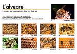 L'alveare 