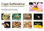 L'ape bottinatrice 