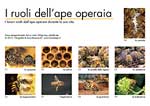 I ruoli dell'ape operaia 