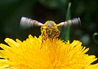 l&rsquo;impollinazione