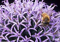 echinops ritro