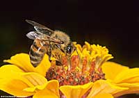 zinnia