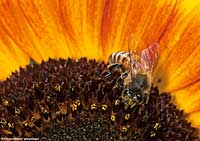 girasole