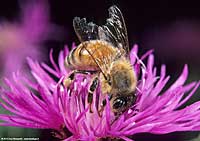centaurea