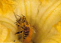 zucca