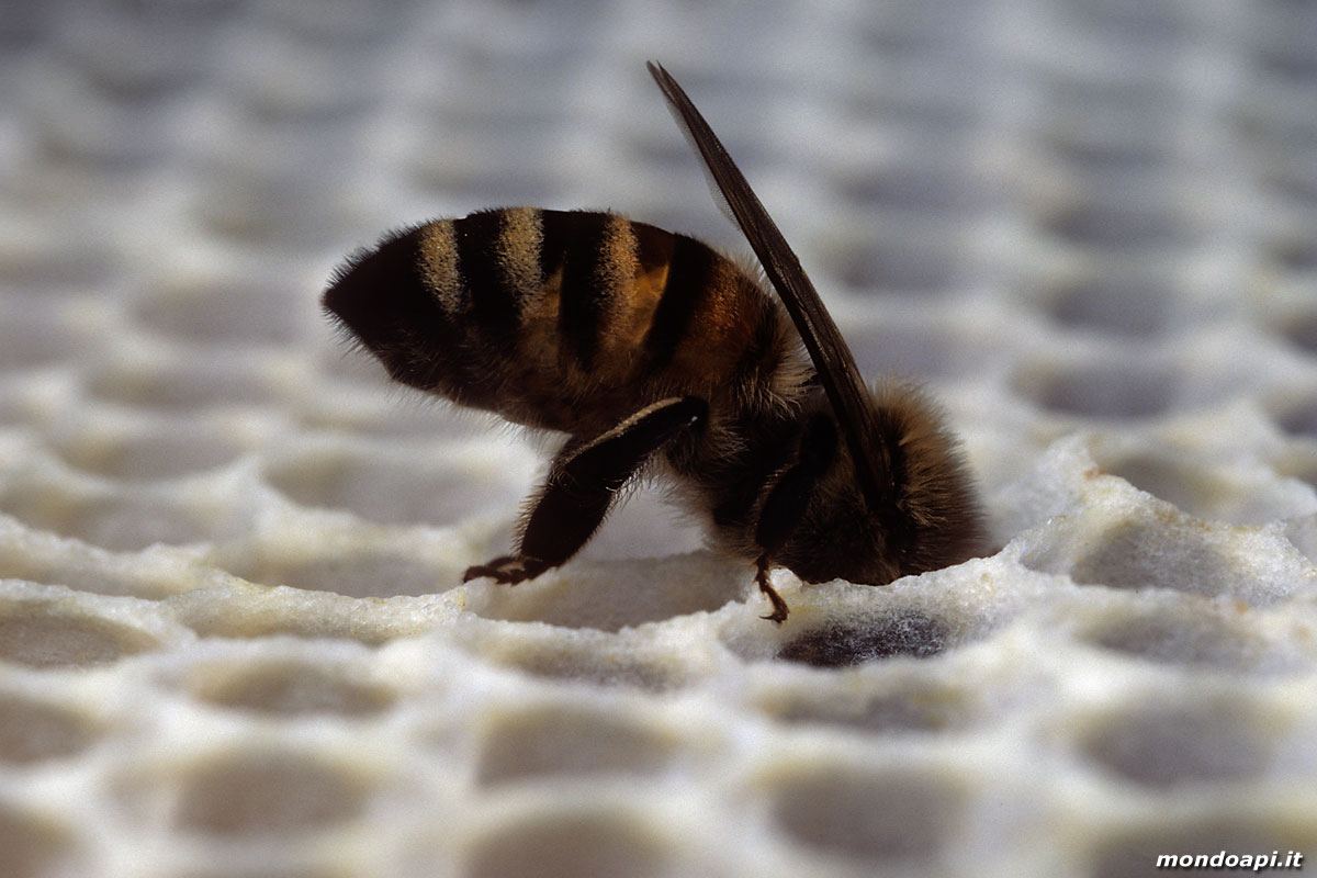 operaia sul favo