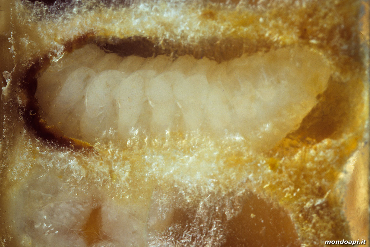 propupa (favo di vetro)