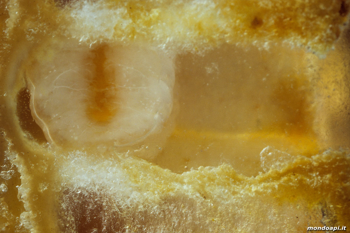 larva (favo di vetro)