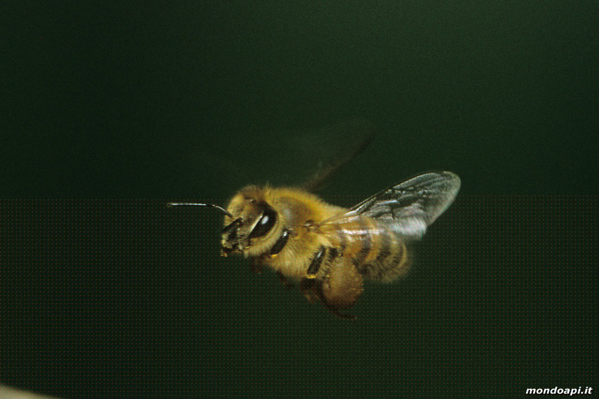 ape in volo
