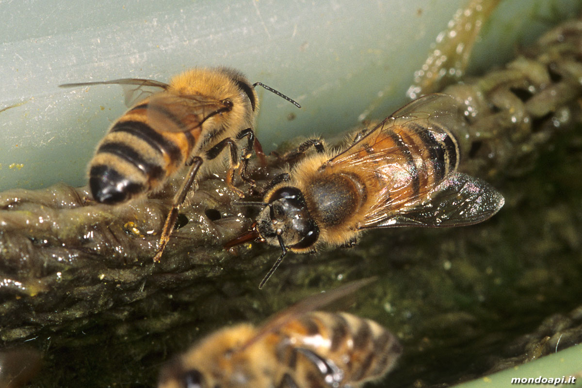 raccoglitrici d'acqua