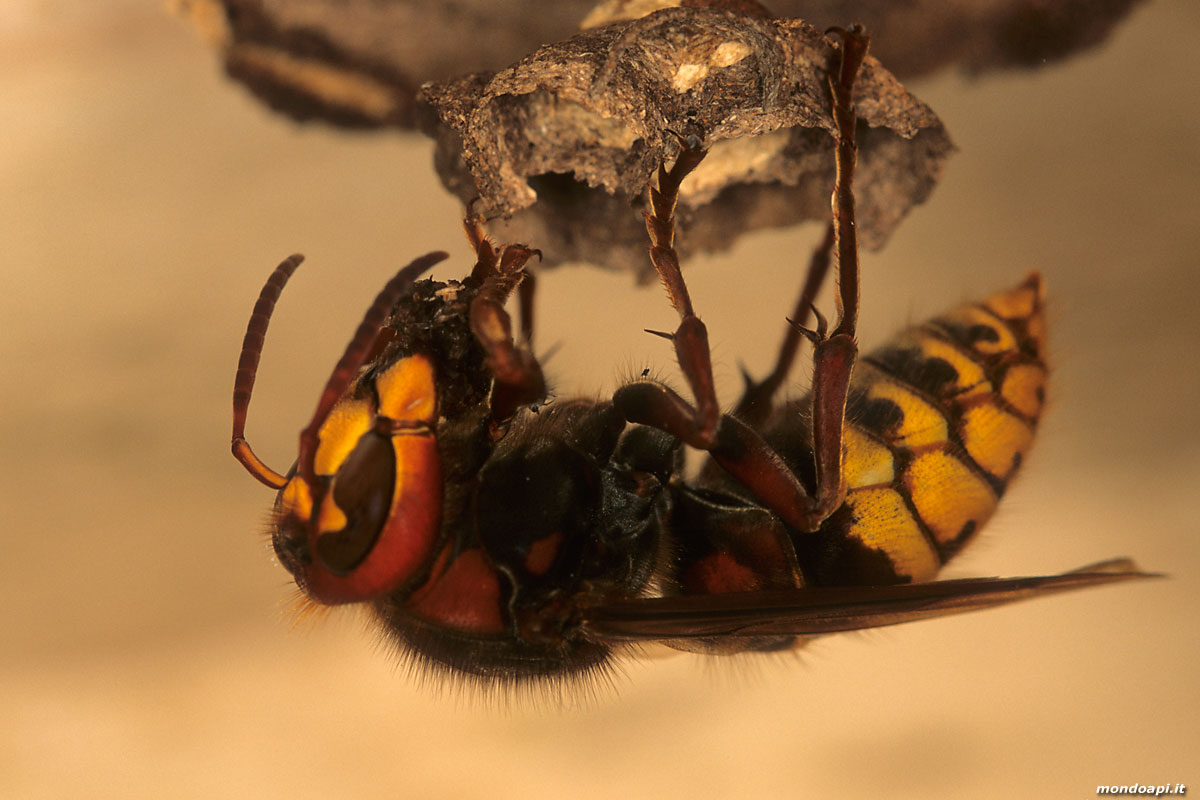 Vespa crabro: costruzione del nido