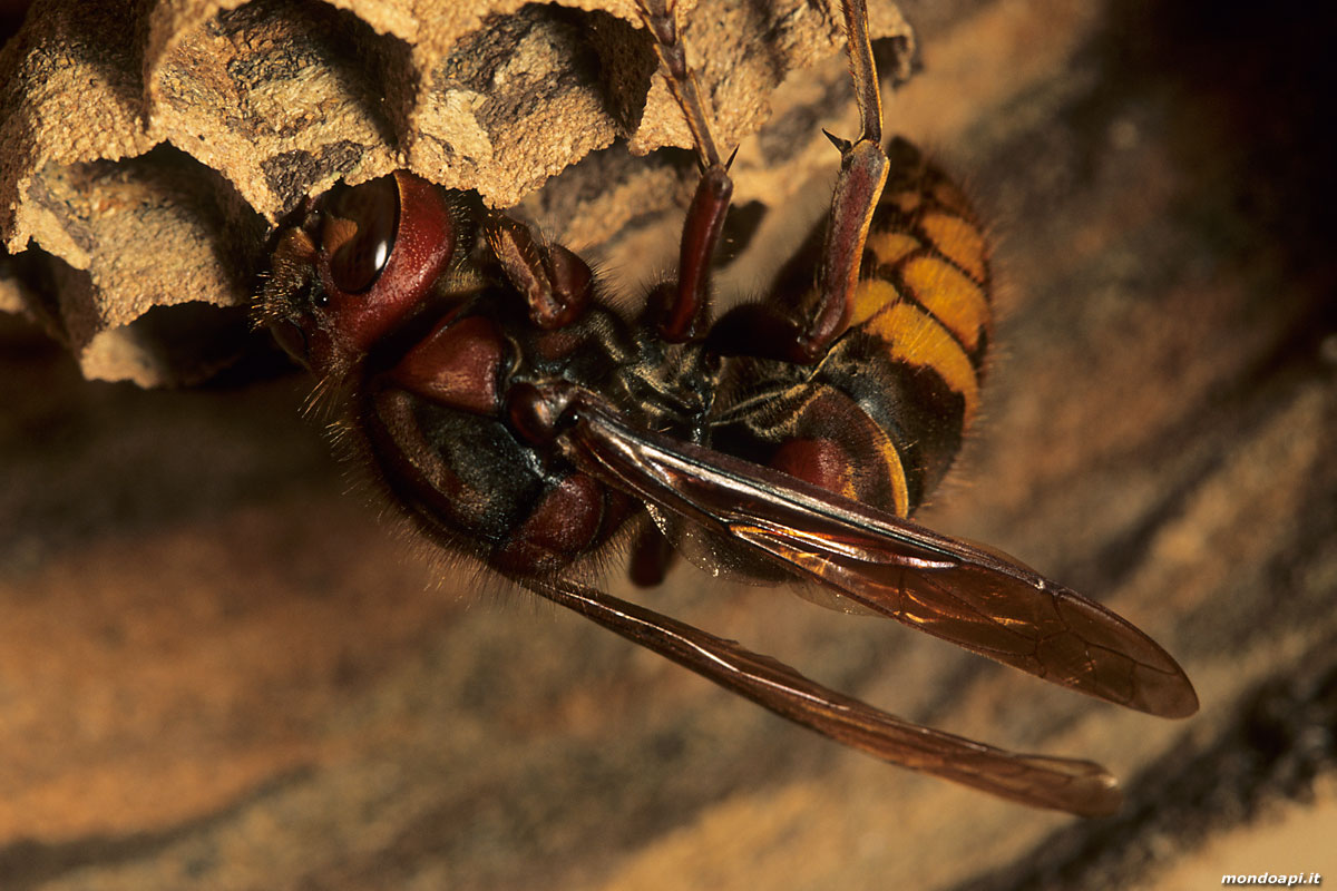 Vespa crabro: regina sul nido