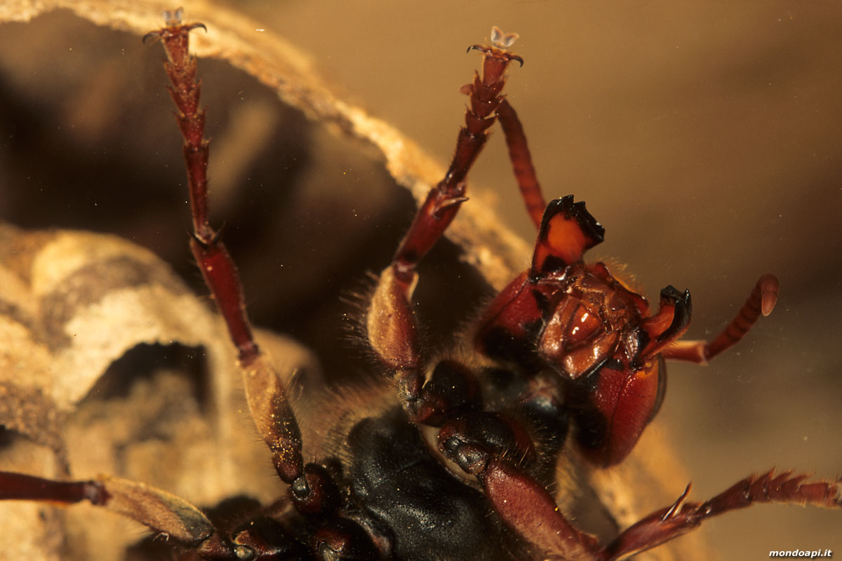 Vespa crabro: particolare delle mandibole