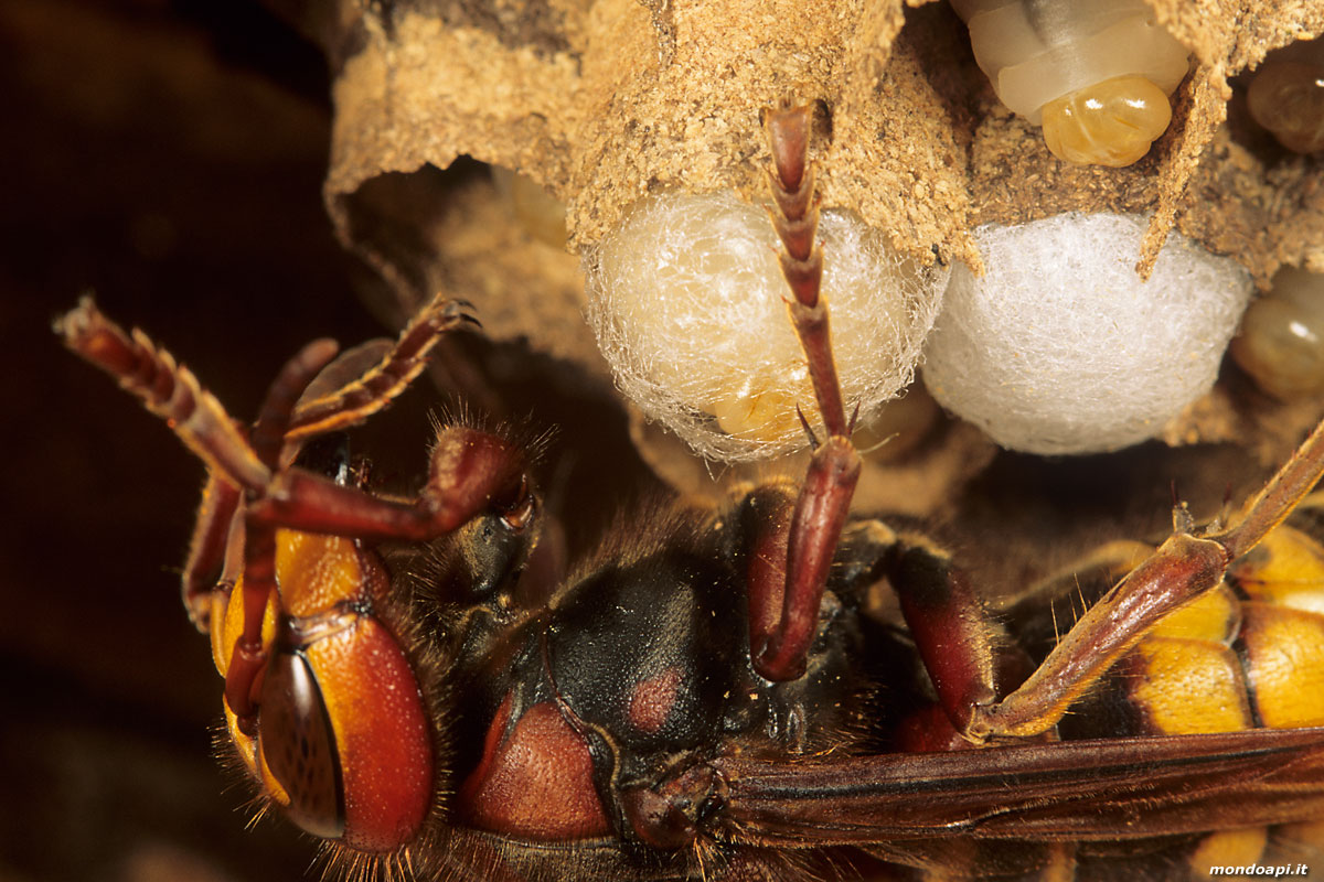 Vespa crabro: la larva fila il bozzolo