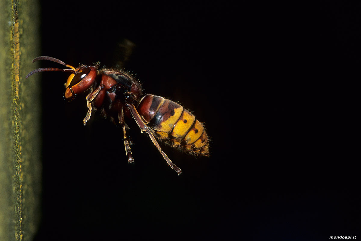 Vespa crabro: rientro al nido