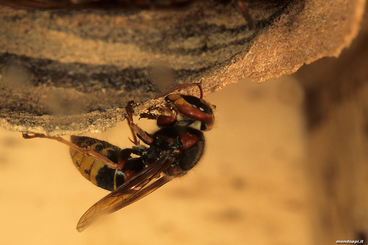 Vespa crabro: costruzione del nido