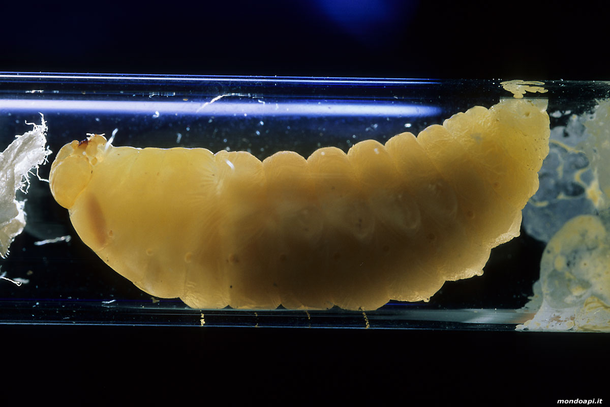 Vespa crabro: propupa in trasparenza