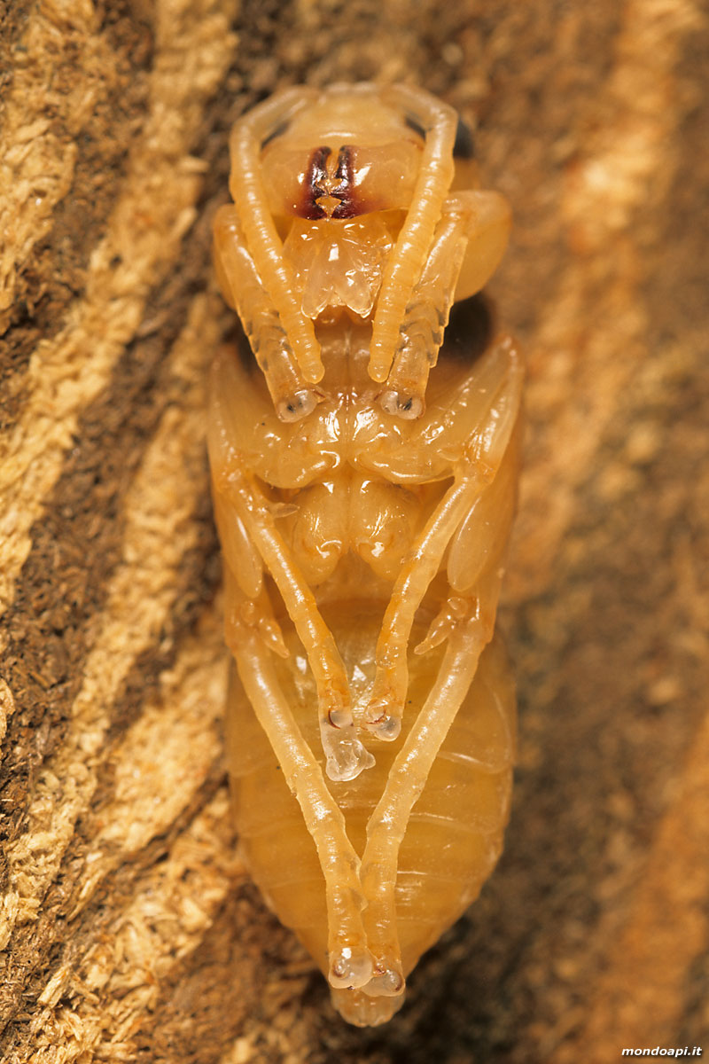 Vespa crabro: pupa