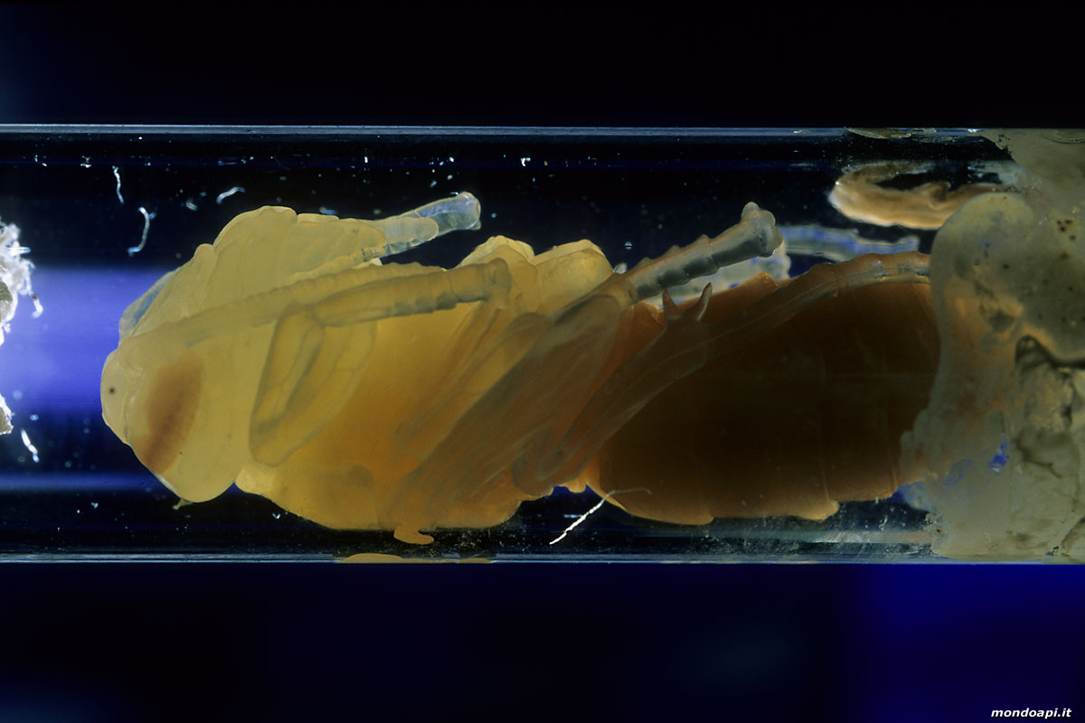 Vespa crabro: pupa in trasparenza