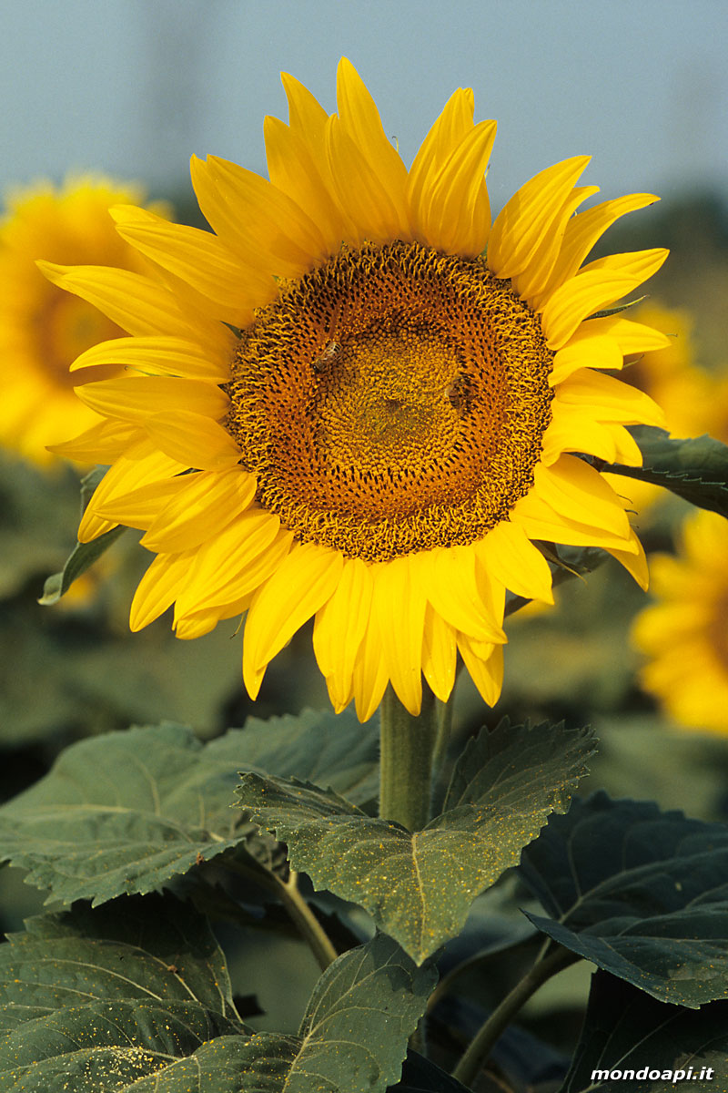 il girasole