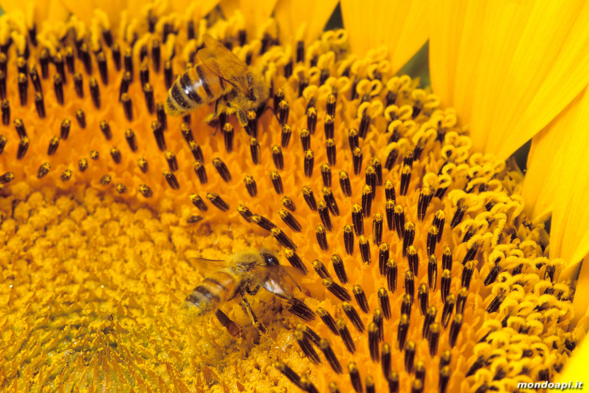 l'ape bottinatrice sul girasole